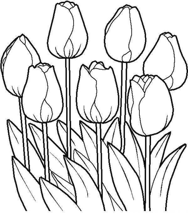 desene de colorat planse flori